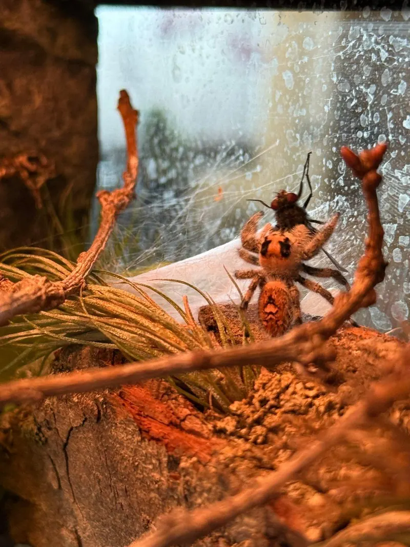 Junge Springspinne an einem Korkast im bepflanzten Terrarium