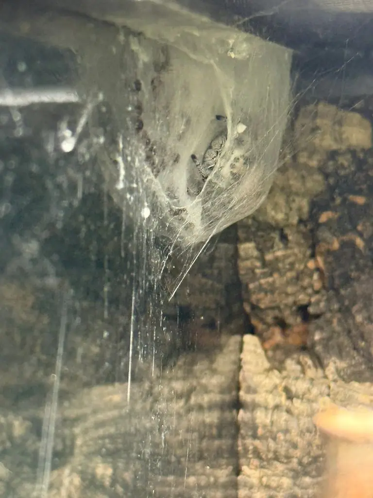 Wohngespinst einer Springspinne im oberen Bereich des Terrariums