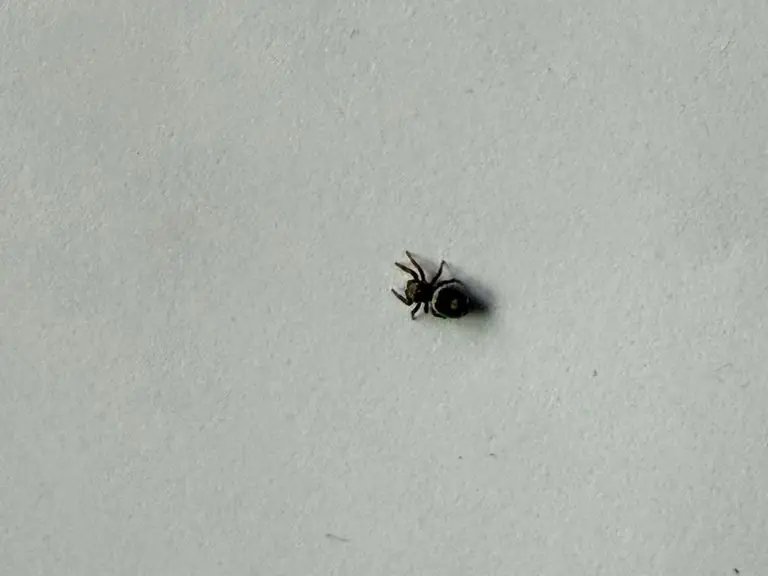 Junge Springspinne auf einer hellen Fläche – wenige Millimeter groß