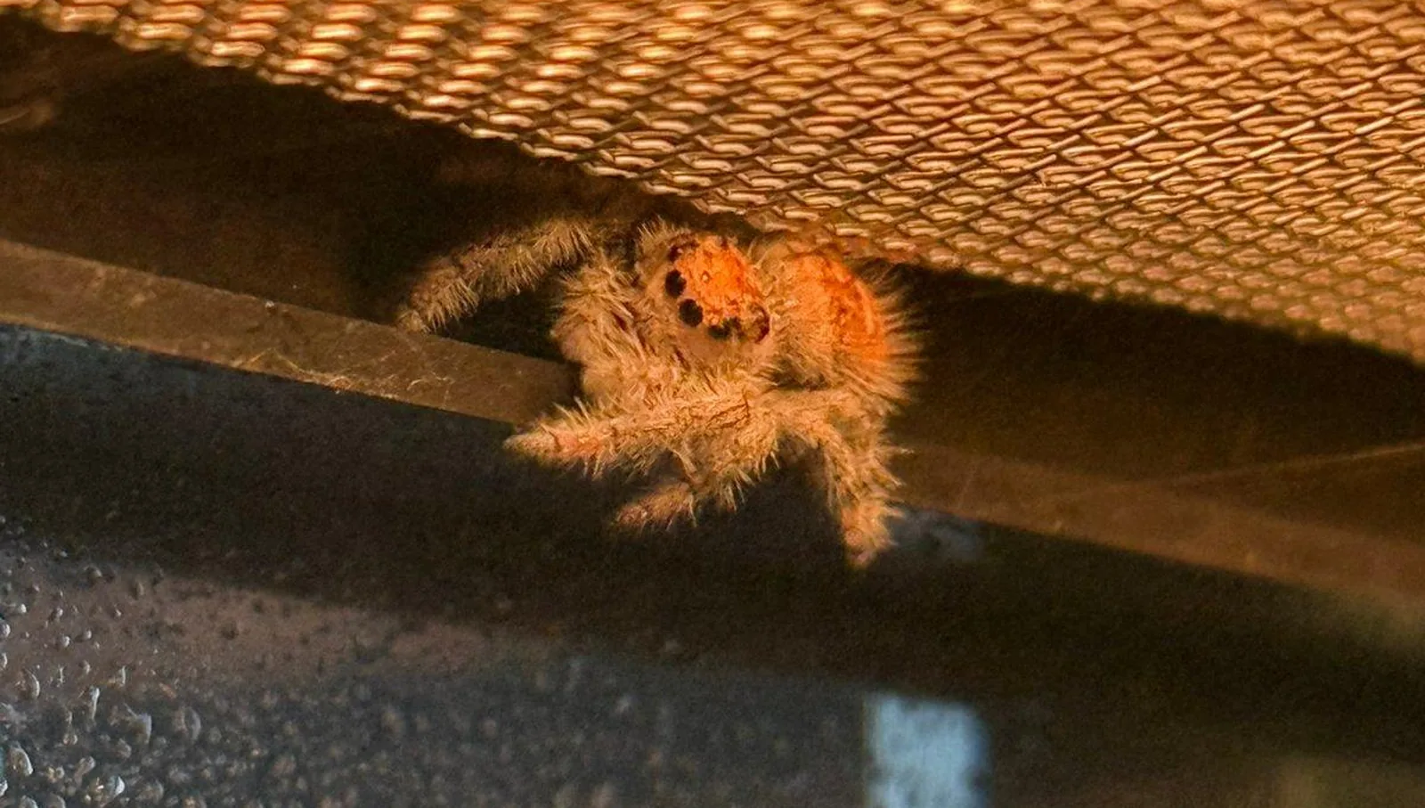 Ausgewachsenes Weibchen der Phidippus regius „Everglades“ in Nahaufnahme