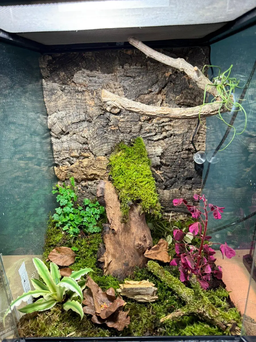Hohes, bepflanztes Terrarium mit Korkrückwand, Ästen, Moos und Pflanzen